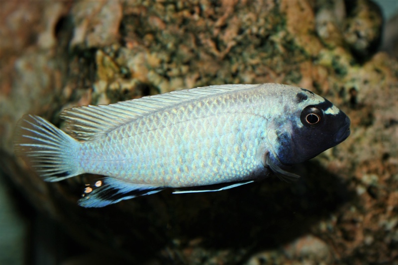 Pseudotropheus sp. 'polit' Lion's Cove